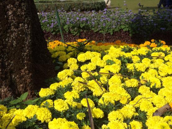 A close-up of bright yellow marigold flowers in full bloom near the base of a tree, with layers of orange and purple flowers visible in the background in a neatly arranged garden.