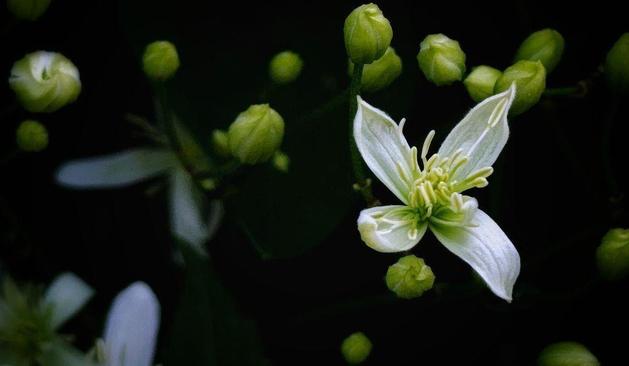a macro photo by rayne of a blooming 4 petaled white flower with many greenish stamens, blooming alone in a field of green and white swirly buds