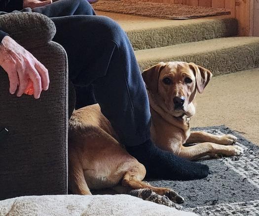 Golden lab lying on a patterned brown rug between her pal's feet. He is sitting in a recliner with an orange ball in his hand.