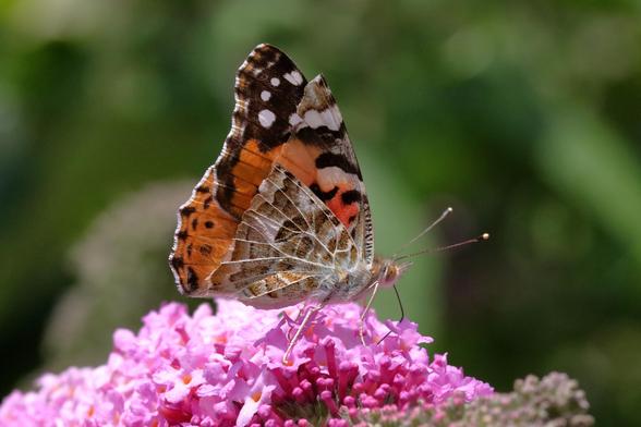 Vanesse du Chardon - Belle-Dame, Vanesse de L'Artichaut, Nymphe des Chardons
Painted Lady
Vanessa cardui