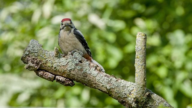 Grote Bonte Specht
Dendrocopos major