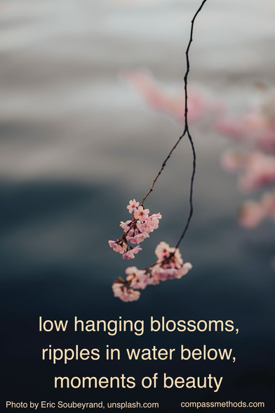 low hanging blossoms, ripples in water below, moments of beauty