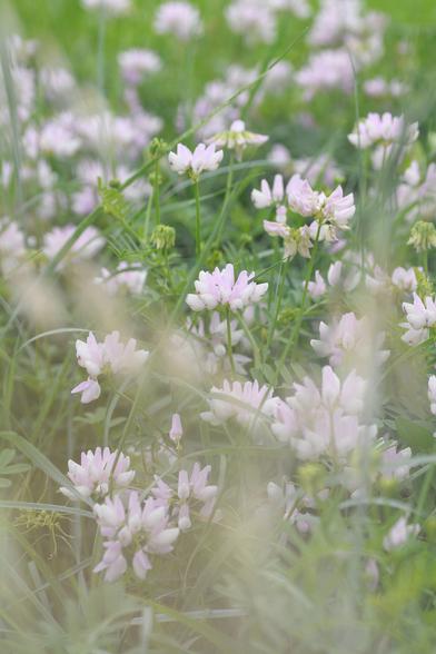 Photographie au format vertical de plusieurs fleurs de Coronille bigarrée. Elles sont regroupées en assez grands nombre sur un petit périmètre. Ce sont des plantes herbacées basses, avec de jolies fleurs rose pâle aux pétales bombées.