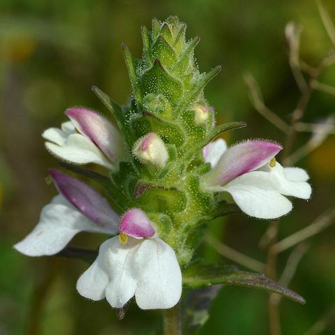 A photo of a lineseed plant with purple and white flowers.