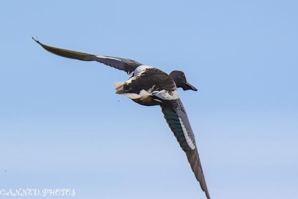 A Shoveler duck with patterned wings and a dark bill flies against a clear blue sky, captured mid-flight from behind.