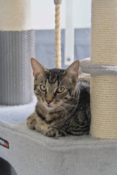 A photo of Mini, a tabby cat, lying on top of the cave part of a scratching post, giving the camera an unimpressed look (with the body language to match). His front paws are folded over, almost like crossed arms, if he had eyebrows it looks like they would be at most a bit raised, and there is a tiny bit of side eye.