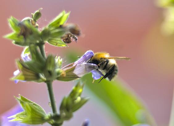 eine hummel in makroaufnahme, die gerade in eine salbeiblühte hinein taucht