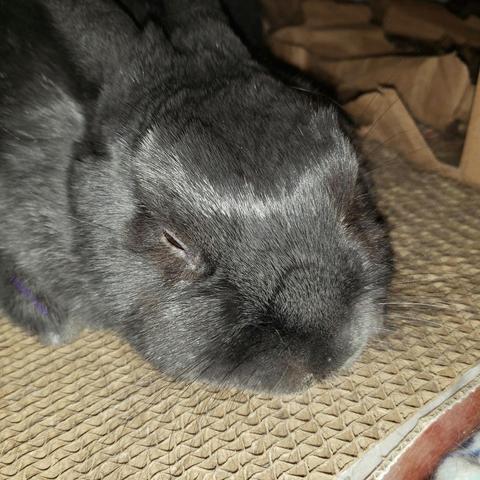 Closeup of a small grey rabbit snoozing in a cardboard hidey.