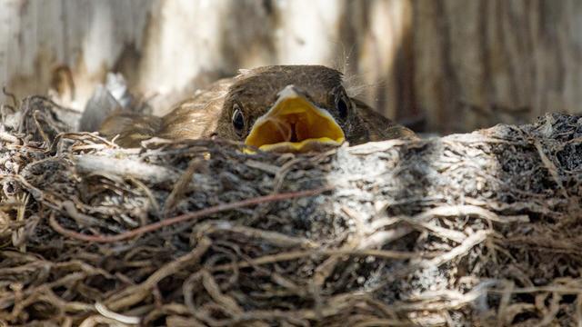 Merel
Turdus merula