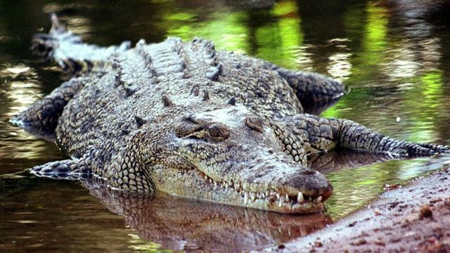 Nahaufnahme eines Krokodils im seichten Wasser - es sieht recht zufrieden aus... ;)
