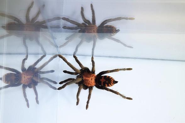 Photo of a Guatemalan tiger rump tarantula (Davus pentaloris) in a terrarium with reflections. Photo credit: Brian Chang.