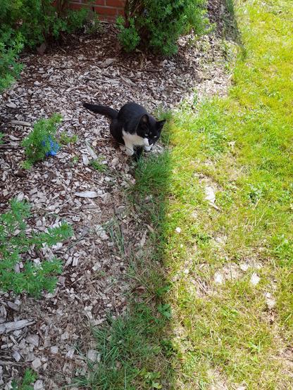 A tuxie cat sitting on the edge of a shrubs filled glower bed and a lawn.