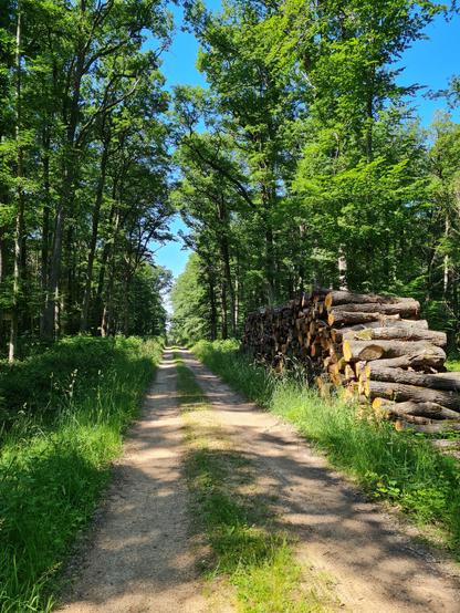 Chemin forestier avec une pile de bois à la droite.