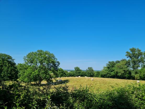 Bocage avec un troupeau de vaches