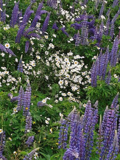 Picture of a meadow full of wild flowers such as purple lupine's and white daisies.
