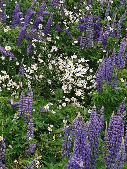 Picture of a meadow full of wild flowers such as purple lupine's and white daisies.