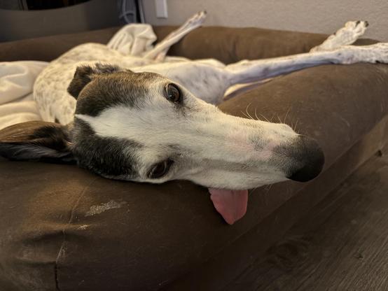 Close up photo of a white greyhound dog's head as she is laying in her brown dog bed with her head hanging off the side. Her tongue is hanging out of her mount.