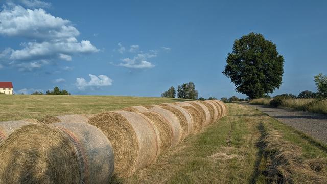 Sanfter Grashügel, blauer Abendhimmel mit weißen Wolken, Baum an einem Weg.
Im Vordergrund ganz viele von diesen riesigen runden Heurollen; keine Ahnung, wie die heißen...