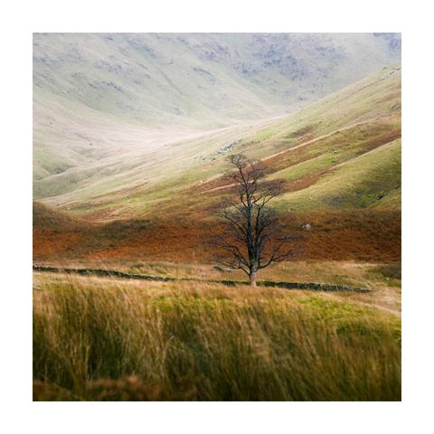 A square color photograph framed with a white border, depicting a solitary leafless tree standing slightly to the right of center in a wide, open valley. The tree is set against gently rolling hillsides, covered in textured layers of grass and heather in muted green, yellow, and rusty brown tones. In the foreground, tall grasses are softly out of focus. A low stone wall runs horizontally behind the tree, subtly dividing the landscape. The diffuse, even light lends the scene a painterly quality with soft contrasts and natural earthy hues.