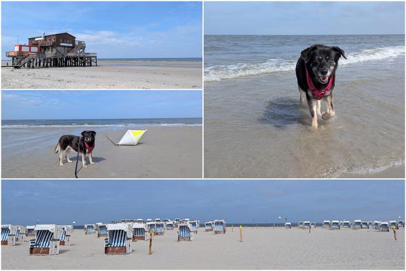 Bildkollage:
Oben links: Ein Pfahlbau am Strand, weit hinten sieht man das Meer. Der Himmel ist blau.
Mitte links: Ein kleiner schwarzer Hund steht am Strand, rechts dahinter ist eine gelb-weiße Boje, die am Strand liegt. Im Hintergrund ist das Meer, der Himmel ist blau.
Unten quer: weiß-blaue Strandkörbe am Strand, der Himmel ist blau
Rechts: Ein kleiner schwarzer Hund mit pink-farbenem Brustgeschirr steht in den Wellen der Nordsee. Der Himmel ist blau.