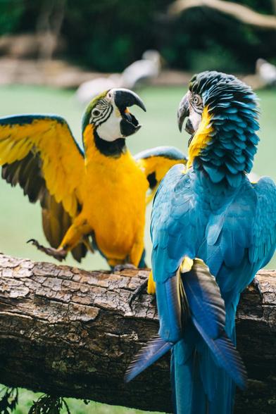 Beautiful parrot