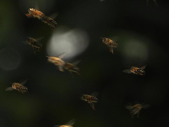 Detail van een zwerm vliegende honingbijen - Apis mellifera - met een tiental dieren in de vlucht.