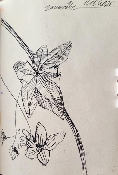 Federzeichnung: eine Blüte,  2 Knospen,  ein Blatt an einem Rankenzweig