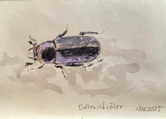 Aquarellskizze: ein dunkler zylinderförmiger Käfer auf dem Boden, vorne sind zangenartige Mundwerkzeuge zu sehen.