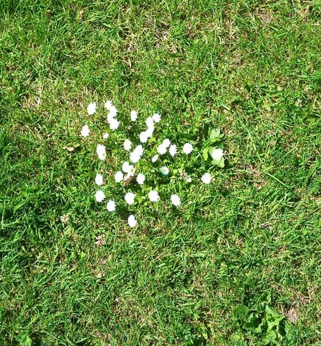 an island of daisies in a sea of green.