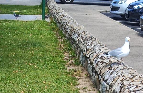 a gull and 2 pigeons at my usual starling meeting spot.