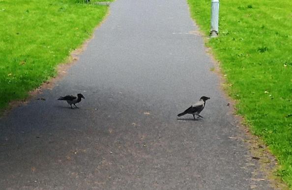 2 crows arriving for dropped food.