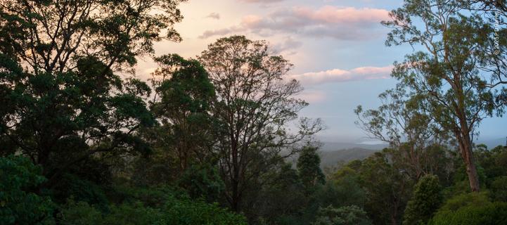 Dusk trees and sky at Bald Knob. The image is predominantly trees in partial silhouette in fading evening light, a series of large mature trees running diagonally down from the left, a gap and a single very large eucalypt on the right. Enough light remains for the scene to be composed of muted dark greens. Behind the trees, the sky to the left is  the faintest pink cloud, while on the right it is clear eggshell blue. Through the gap in the trees a misty plain and dam can be dimply seen.