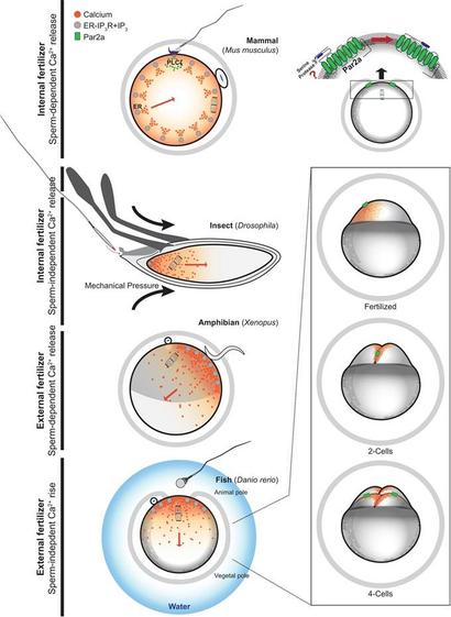 Left, from top to bottom: Mouse: An internal fertilizer where sperm entry initiates sustained Ca2+ oscillations via sperm-derived PLCζ. Drosophila: An internal fertilizer, but egg activation triggered by mechanical stimuli following ovulation precedes fertilization. Amphibians: External fertilizing species where sperm interaction with an unidentified oolemma receptor triggers the Ca2+ wave. Zebrafish: An external fertilizing species where Ca2+ release and egg activation occur upon spawning and following contact with water and activation of a protease-activated receptor 2a (Par-2a). Top right: Speculative localization of Par-2a and associated G proteins in the zebrafish egg cortex before fertilization; the activating serine proteases and precise ligand changes remain unidentified. Bottom right: Post-activation Ca2+ dynamics in zebrafish embryos: each cleavage division is driven by a localized Ca2+ rise at the cleavage furrow. The extent to which Par-2a and IP3 signaling contribute to these post-activation Ca2+ transients will require additional confirmation. Shown: 1-cell zygote, 2-cell, and 4-cell stages.