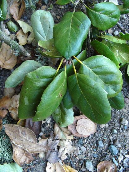 Photo of treespecies Quercus agrifolia : Category is foliage