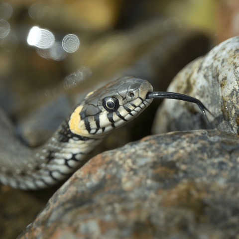 Utelias rantakäärme haistelee, kuka siellä tiirailee...
Curious grass snake smelling who's there...