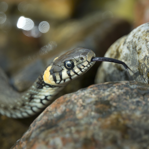 Utelias rantakäärme haistelee, kuka siellä tiirailee...
Curious grass snake smelling who's there...