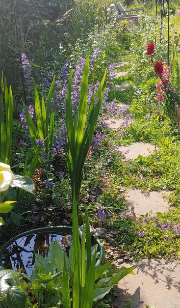 Photo of purple flowers and pink flowers, with stepping stones and a large bowl of water with stones in it. Greenery is background.