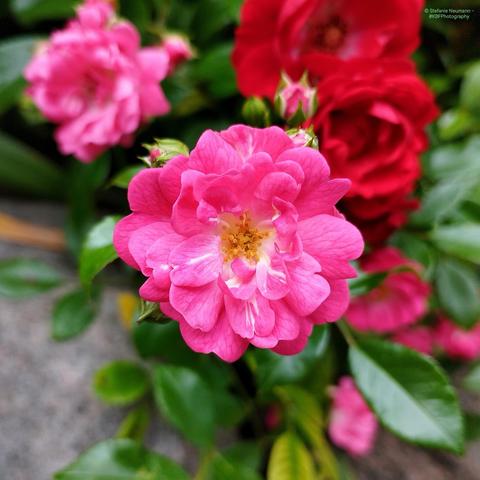 A close-up of a pink rose flower in front of a natural stone wall, as well as more red, and pink, rose flowers.
