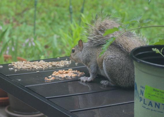 A squirrel eats peanuts on a table on my deck.