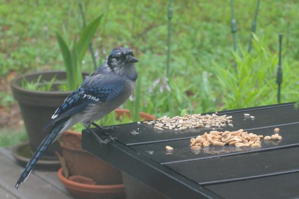 A blue jay, wet from the morning rain, eats sunflower seeds on a table on my deck.