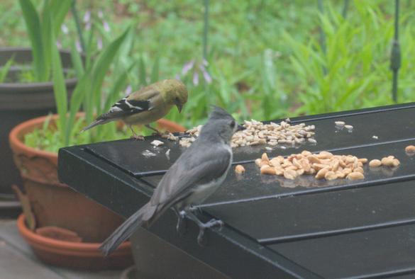 A female American goldfinch eats sunflower seeds on a table on my deck. A tufted titmouse has just landed on the table to steal a peanut. The goldfinch is unconcerned.