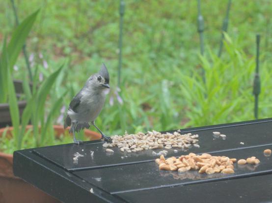 A tufted titmouse eats sunflower seeds on a table on my deck.
