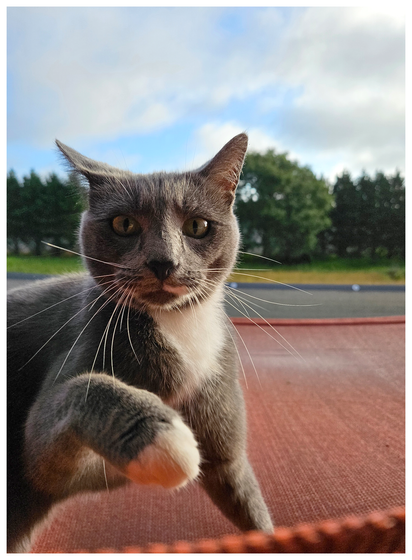 AI-assisted alt text:

A gray and white cat with green eyes raises one paw while looking at the camera, sitting on an orange surface outdoors. Behind the cat, there is a blurred background of green trees, grass, and a partly cloudy blue sky.