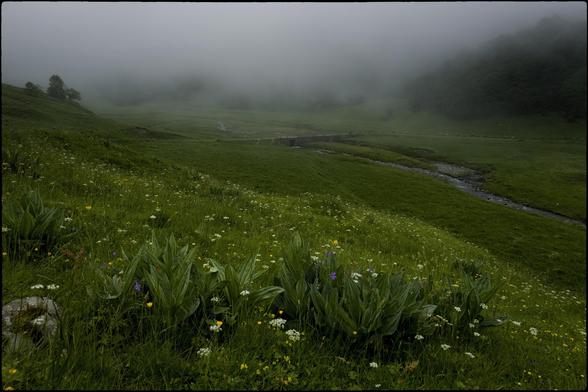 CAT
De moment no plou.
Tanmateix una boira
esborra l'horitzó enllà.
De moment no plou.
Tanmateix les flors 
potser esperen el sol.
No plou, ni fa sol.

OC
Plòu pas pel moment.
Pasmens, una nèbla
esfondra l'orizont al delà.
Plòu pas pel moment.
Pasmens, las flors
benlèu esperar lo solelh.
Plòu pas, ni solelh
