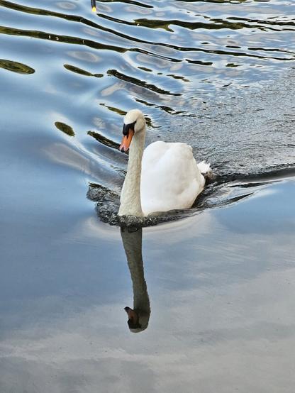A swan swimming in water