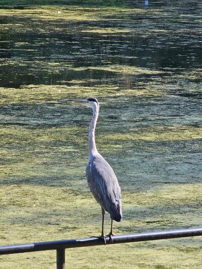 A grey heron standing by water