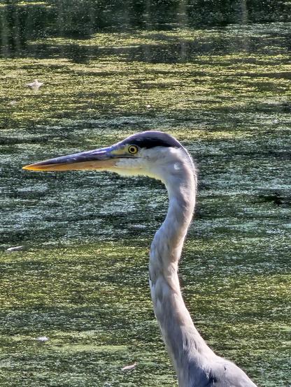 A close up of the head of the grey heron