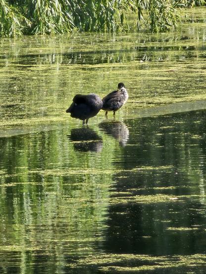 Two dark and round water birds standing in shallow water
