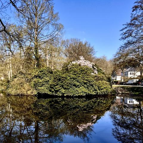 Serene spring scene with a small pond reflecting trees, a blooming magnolia bush, and nearby houses under a clear blue sky. The water creates a near-perfect mirror image, enhancing the peaceful atmosphere.
