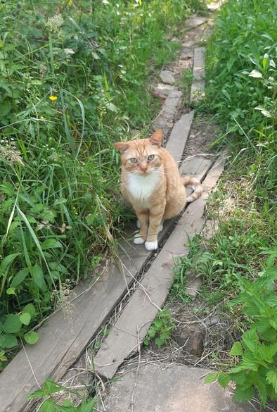 Katu bat ortuko bide batean. Eserita dago eta kamara begiratzen ari da.